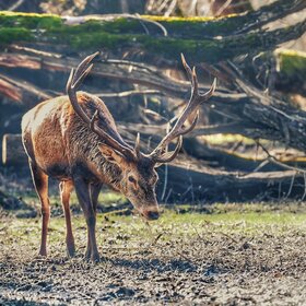 ����������� ������� � ����