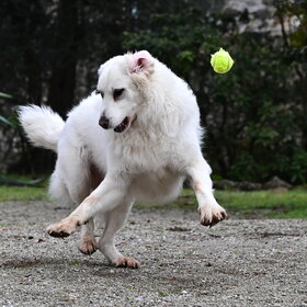 ����������� �����