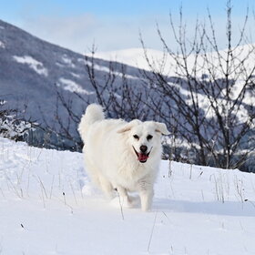 � �������